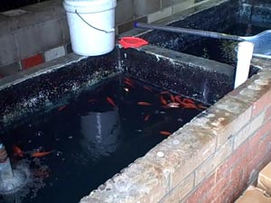 Gold Fish